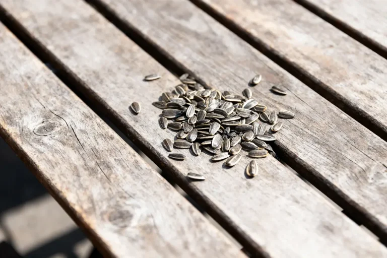 Graines de tournesol dispersées sur une table en bois, éclairées par le soleil.