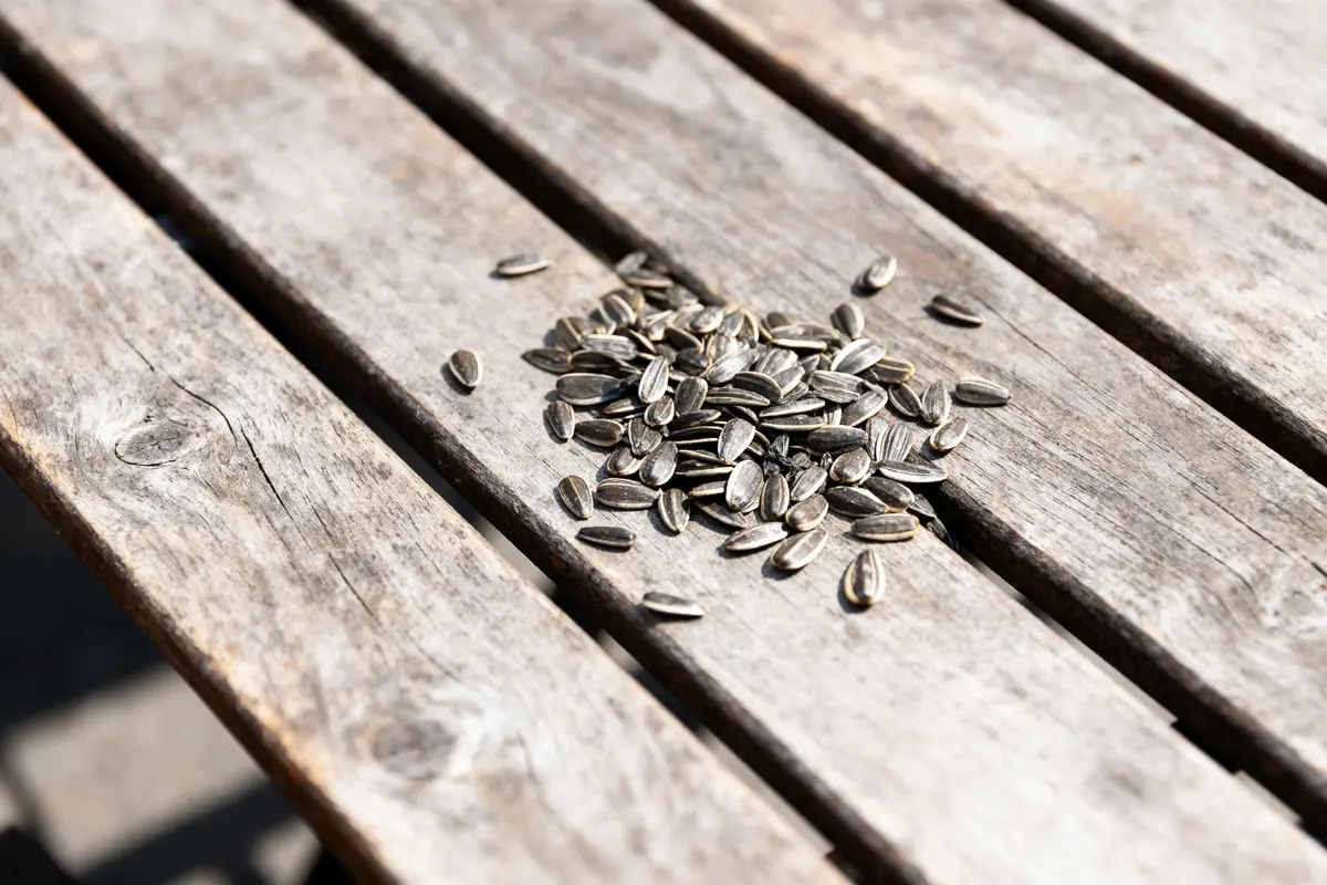 Graines de tournesol dispersées sur une table en bois, éclairées par le soleil.